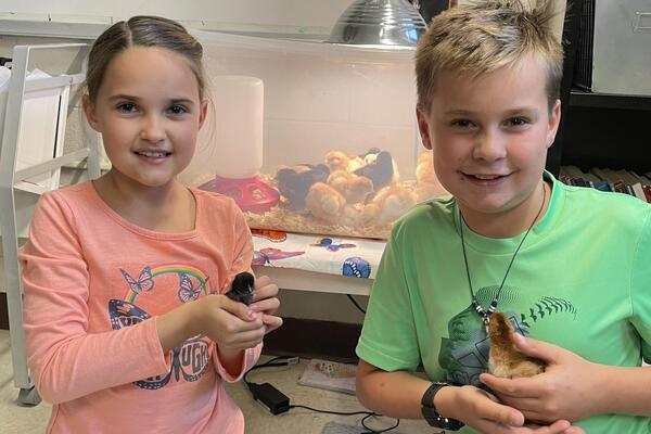 a young white girl and white boy hold baby chicks in front of a tub holding more chicks